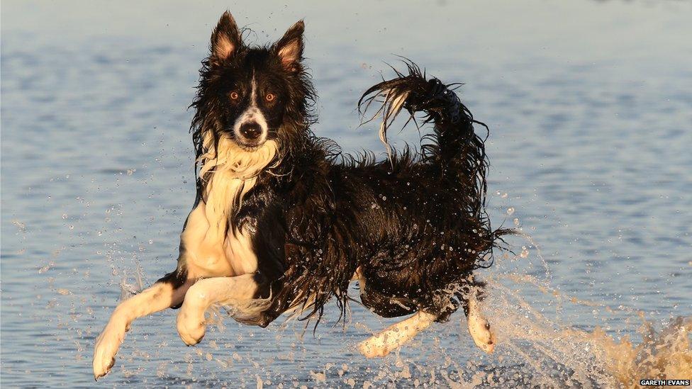 A dog jumping in the sea