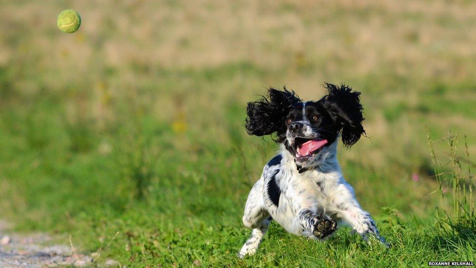 A dog jumping in grass and chasing a ball
