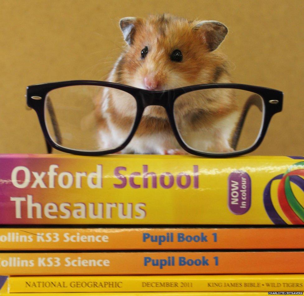 A hamster sits on top a pile of books with a pair of glasses
