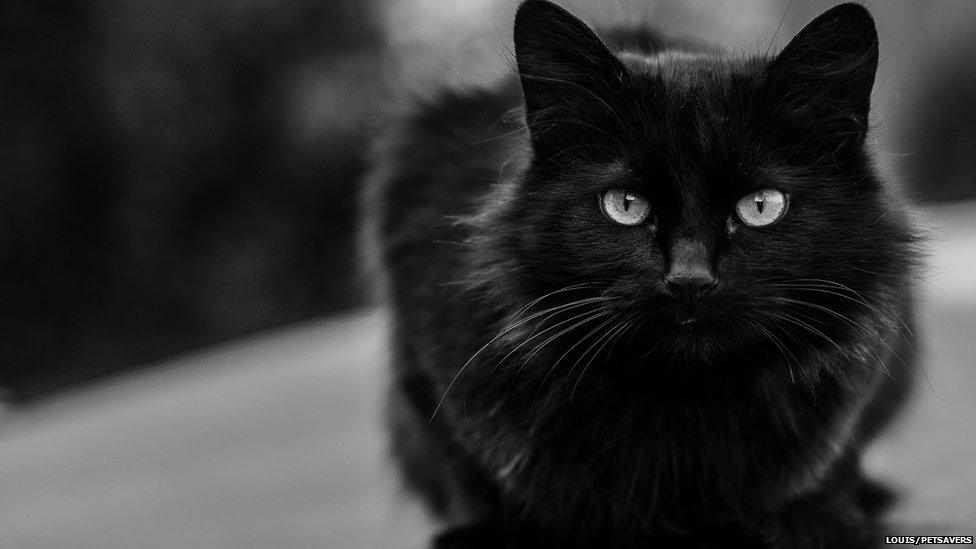 A black cat