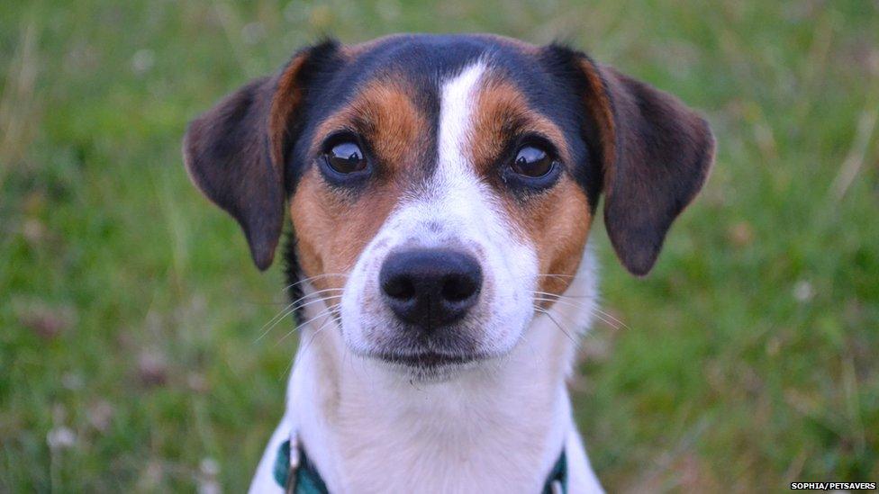 A Jack Russell looking at the camera