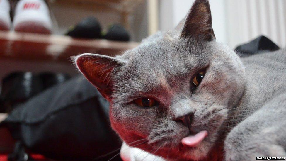 A grey cat sticking out its tongue