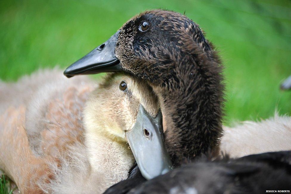 Two ducks snuggling