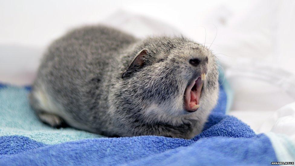 A pet yawning