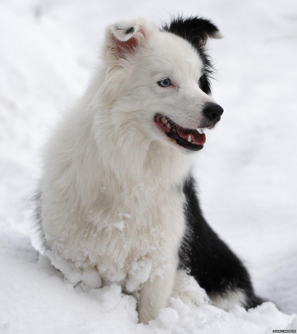 A two tone dog, half white half black