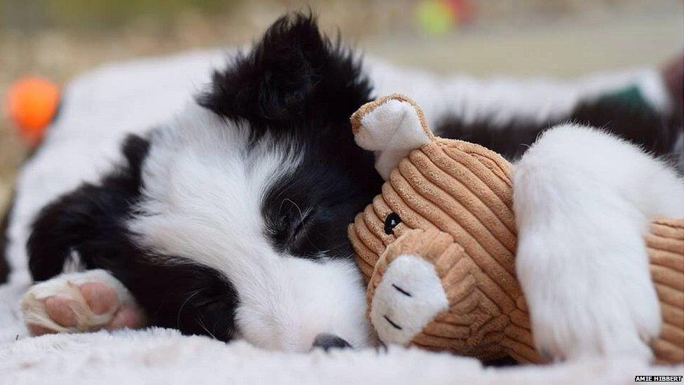 A puppy sleeping with a soft toy