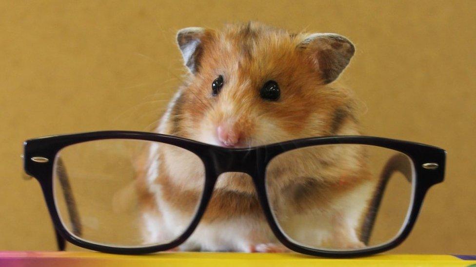 A hamster sits on top a pile of books with a pair of glasses