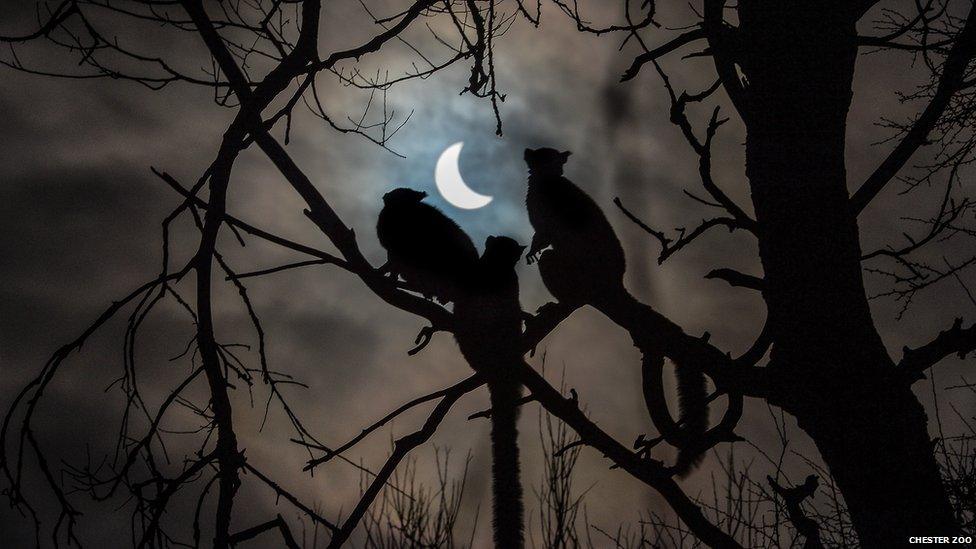 lemurs watching the eclipse