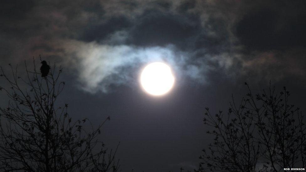 Birds sit in trees in Aberystwyth during the solar eclipse