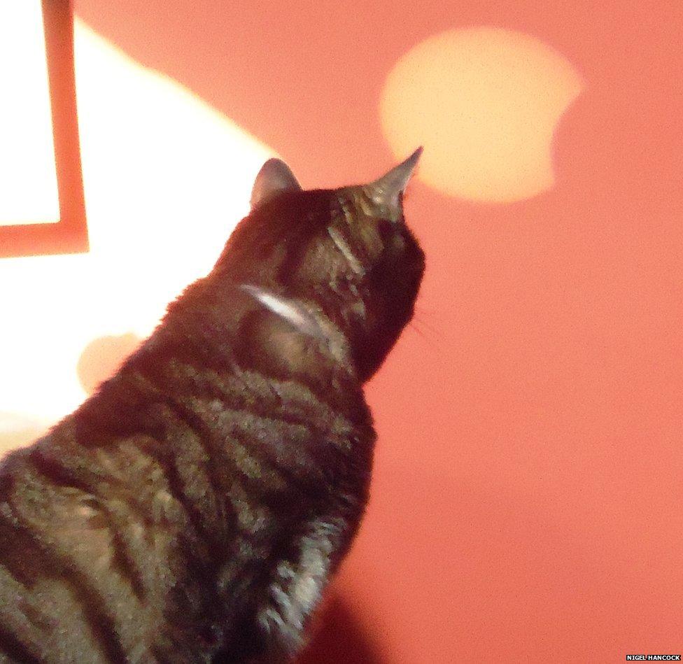 Cat looking at a shadow of the eclipse on a wall in Leicestershire