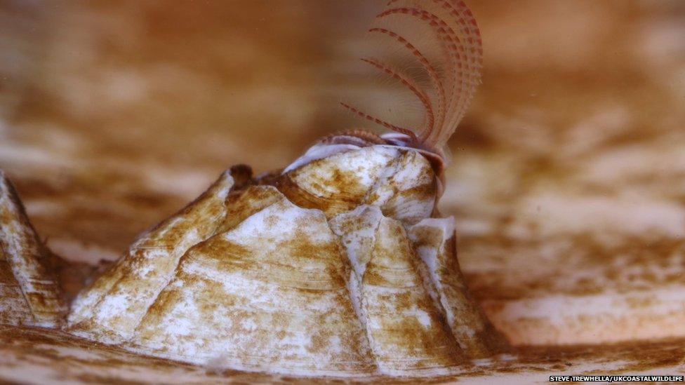 Ivory barnacle found on Chesil Beach