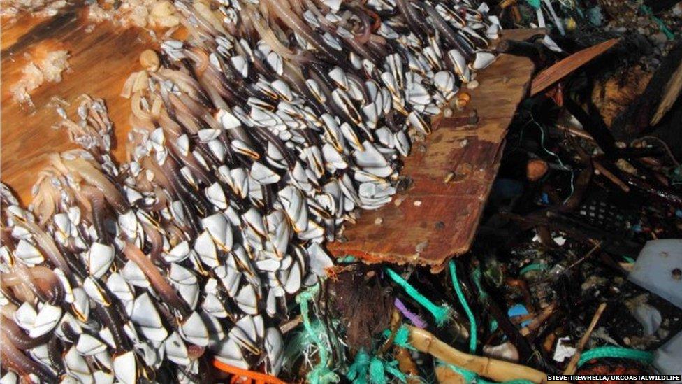 Common goose barnacles on a log on Chesil Beach