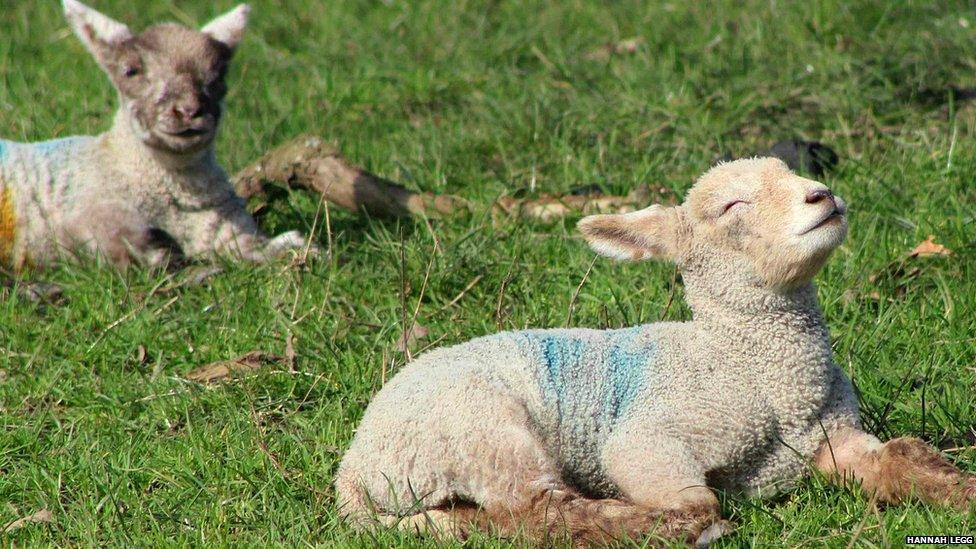 Lambs soaking up some of the sunshine, as seen by Hannah Legg