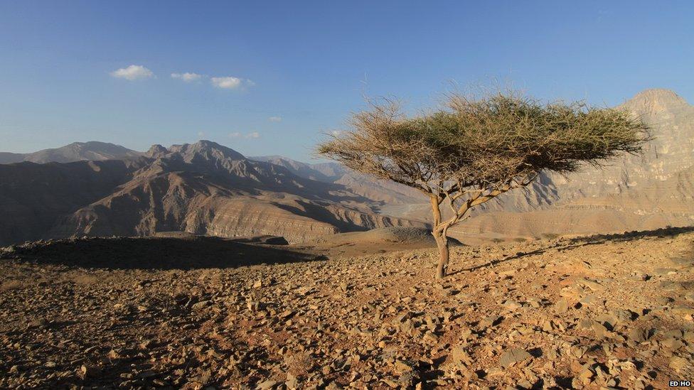 Solitary tree between Fujairah and Oman