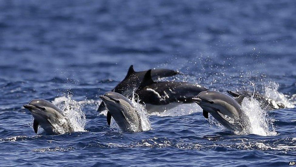 Dolphins race alongside a yacht during a whale watching trip off the coast of San Diego in the US