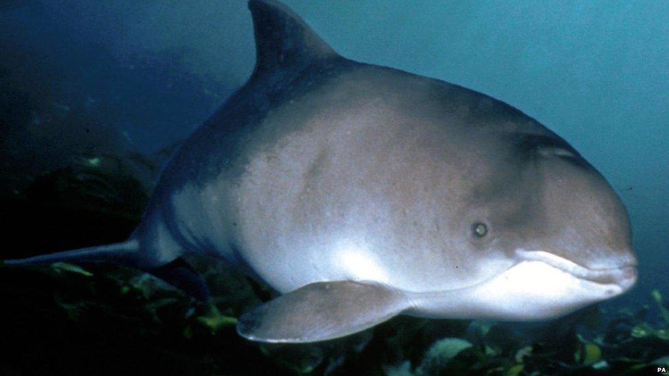 A harbour porpoise, from the International Fund for Animal Welfare.