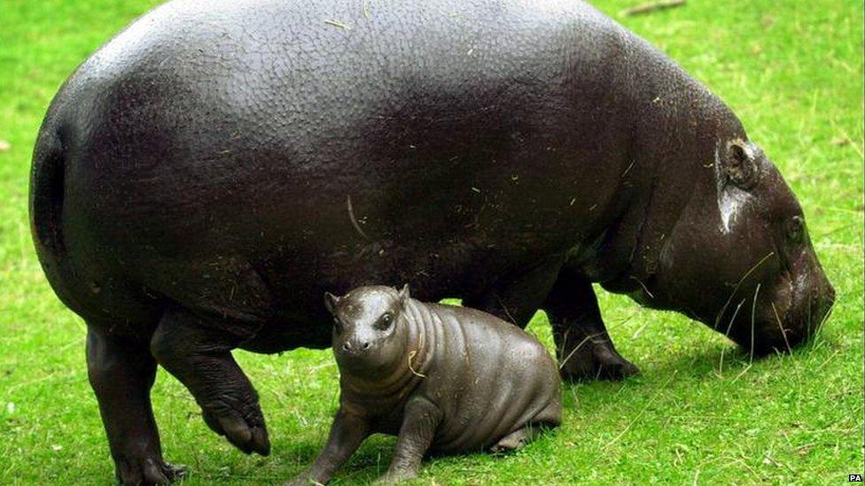 pygmy hippo