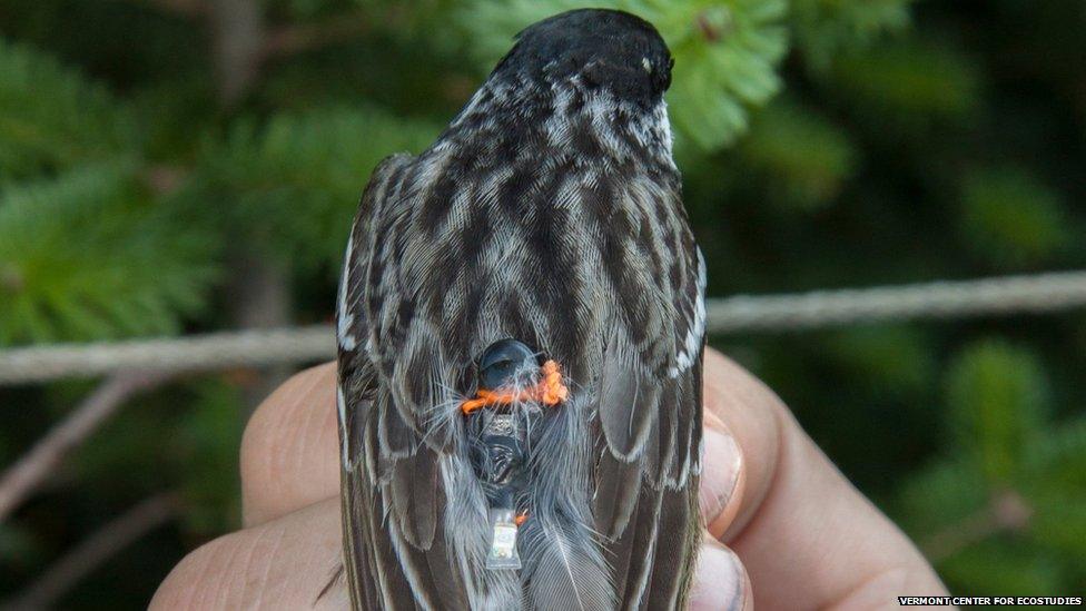 Blackpoll Warbler