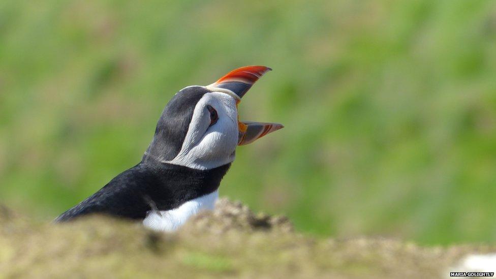 A puffin in full voice taken by Maria Golightly when she visited Skomer Island off the Pembrokeshire coast with friends from Cardiff