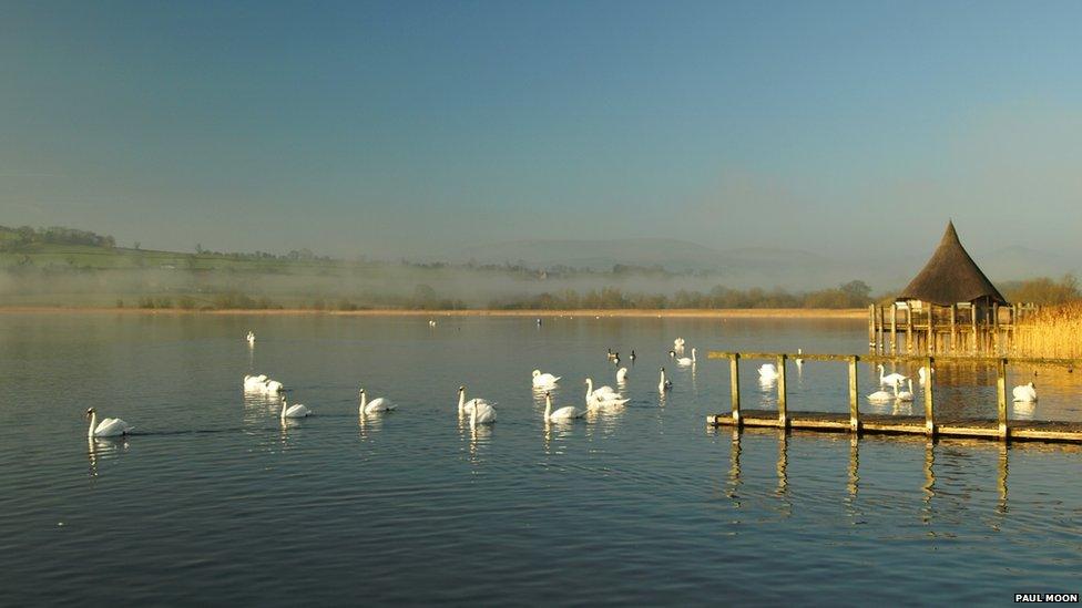 Swans at Llangorse Lake, in Powys on Easter Monday