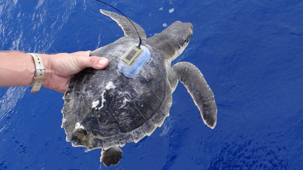 tagged turtle