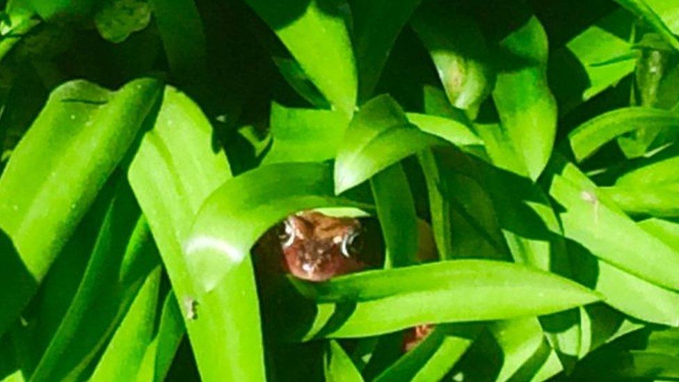 A frog in bluebell foliage