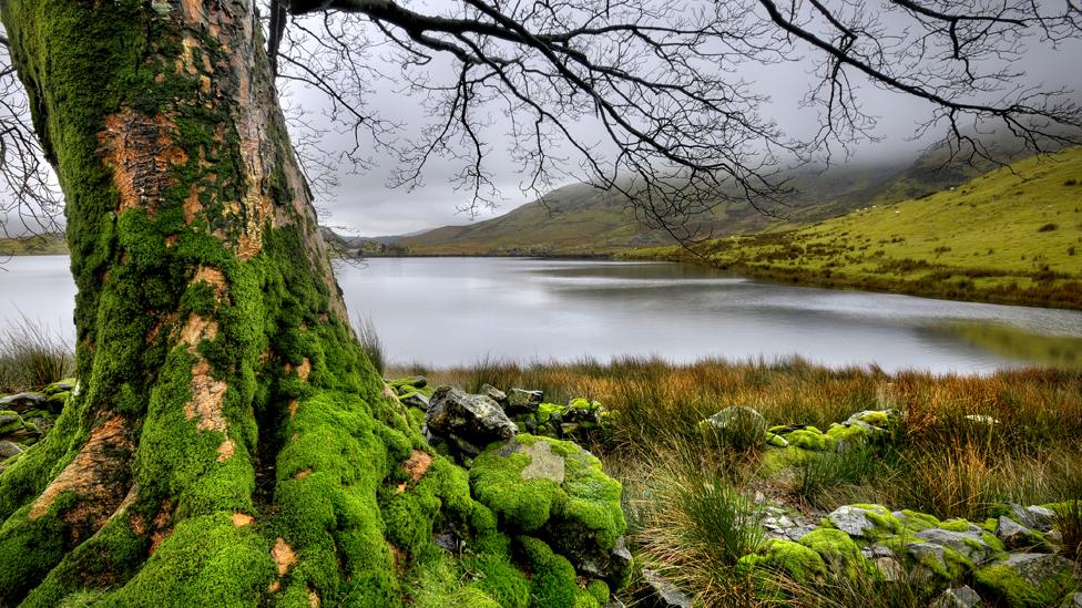 Moss-covered trees as Llyn Dywarchen, Rhyd Ddu, in Gwynedd