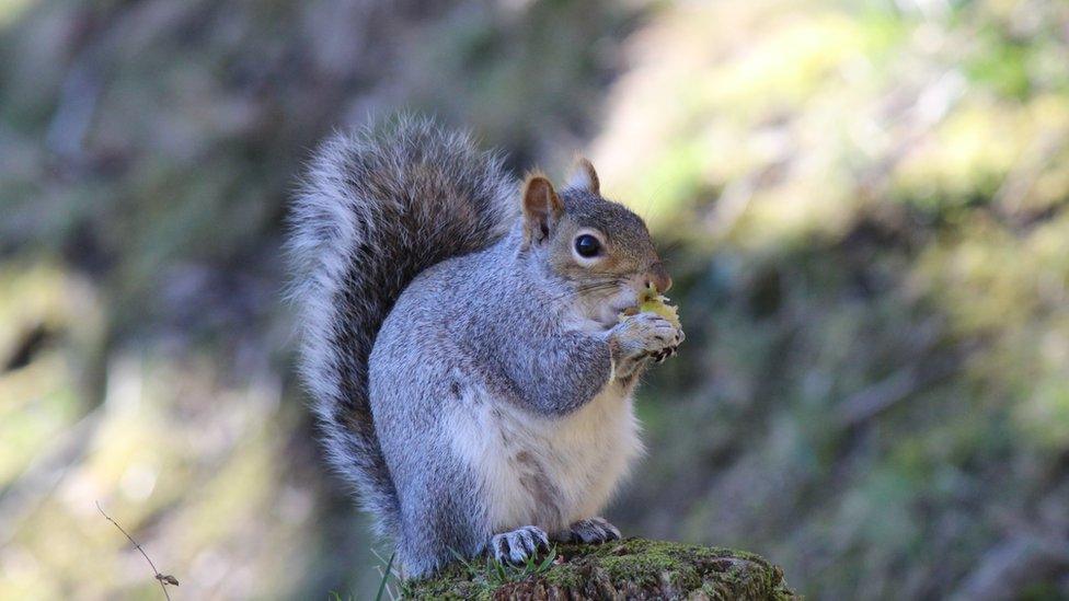 A squirrel in Darran Park, Rhondda Valley