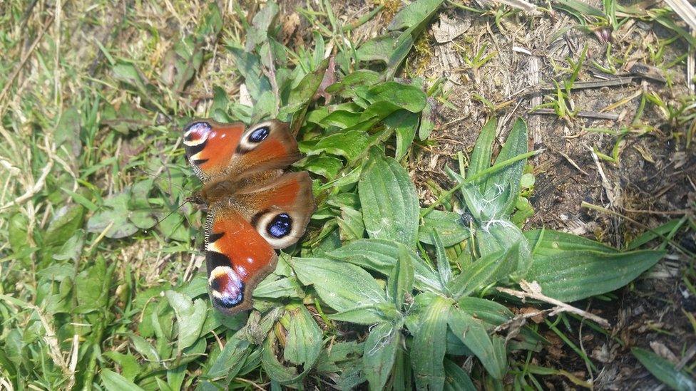 A butterfly in Coed Craig Ruperra, near Draethen, Caerphilly