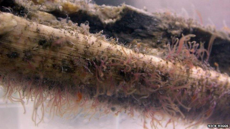 Worms eat the bones of dead whales on the ocean floor