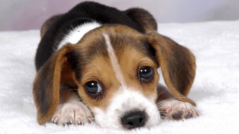 Beagle puppy