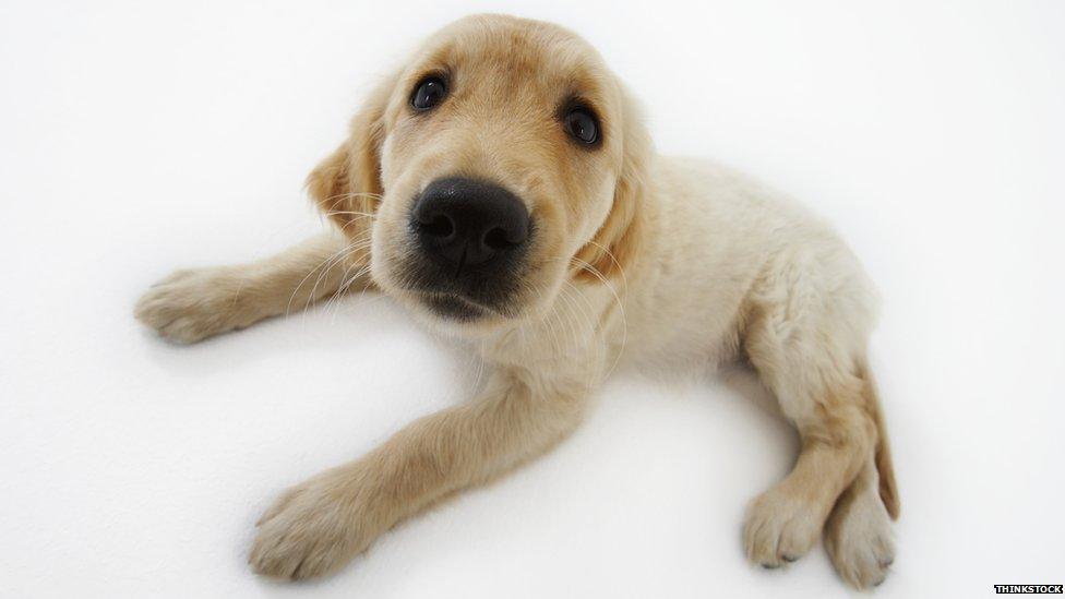 Golden retriever puppy