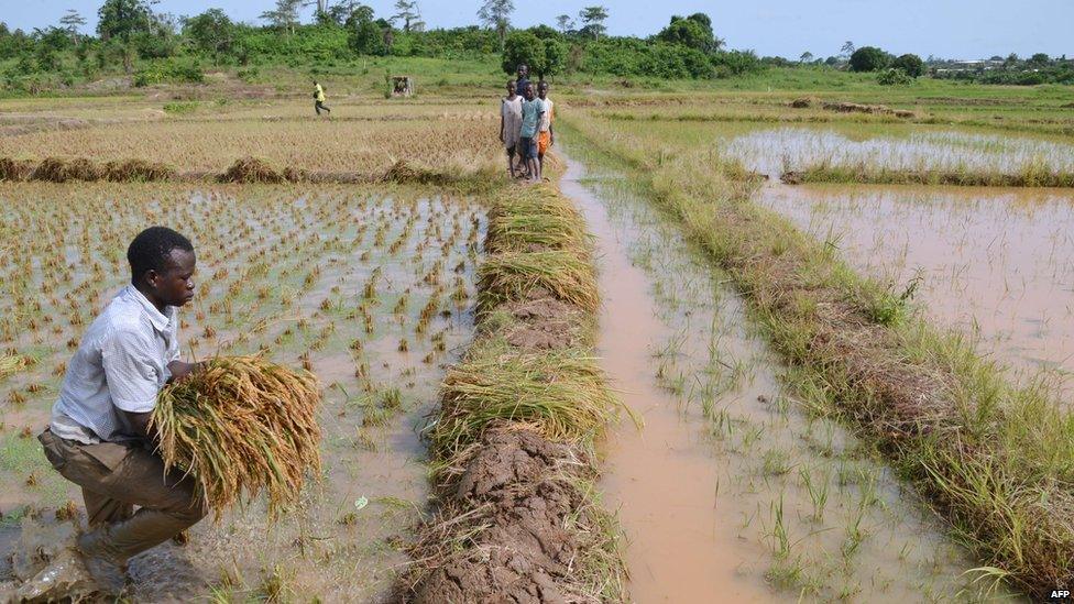 An Ivorian farmer works on 10 April 2015 in a rice field near Agboville, in southern Ivory Coast