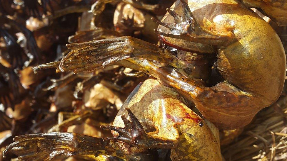 Close up dried frogs