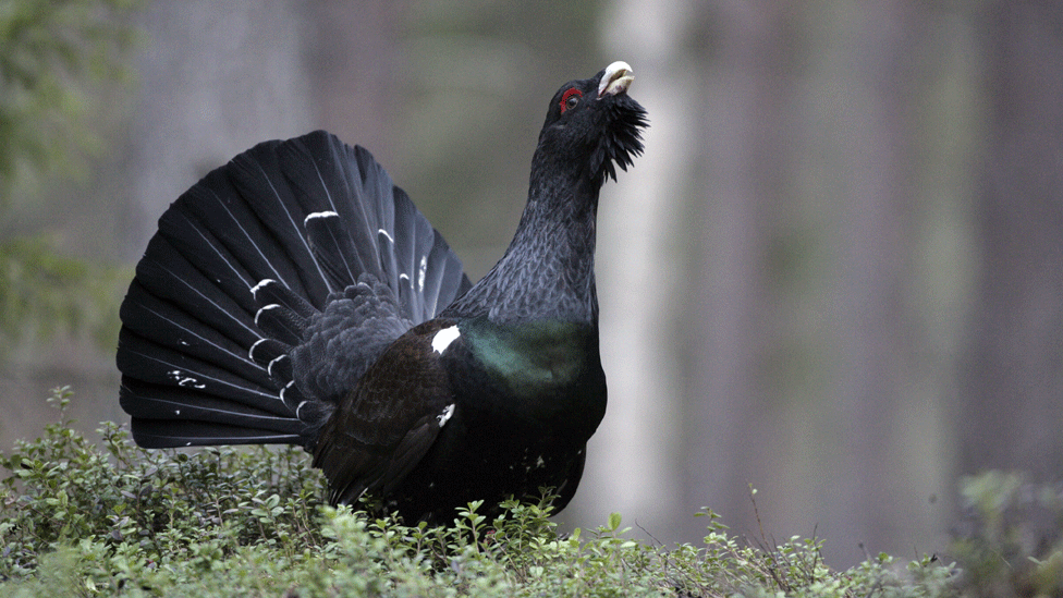 Capercaillie