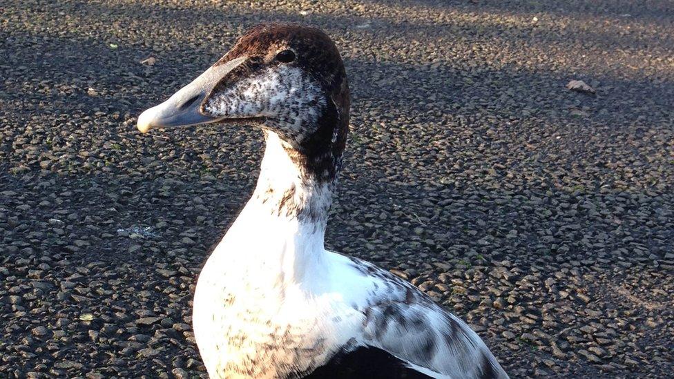 A bird at Llanelli Wetland Centre.