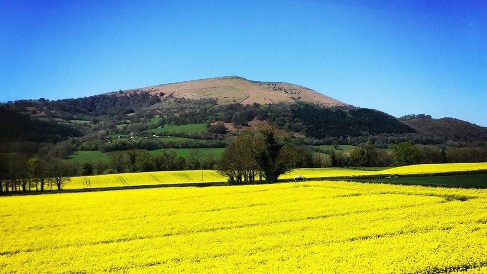 A rapeseed field near Abergavenny