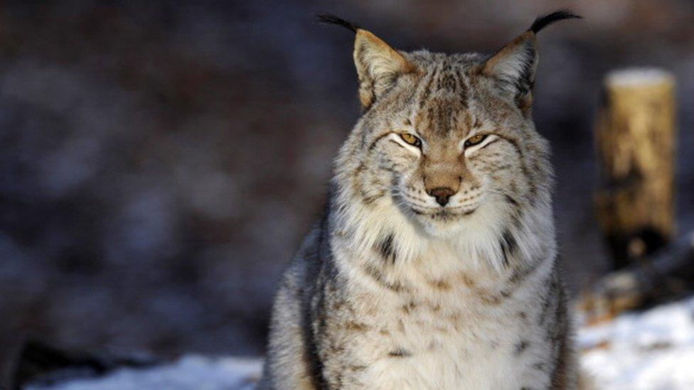 the Eurasian Lynx