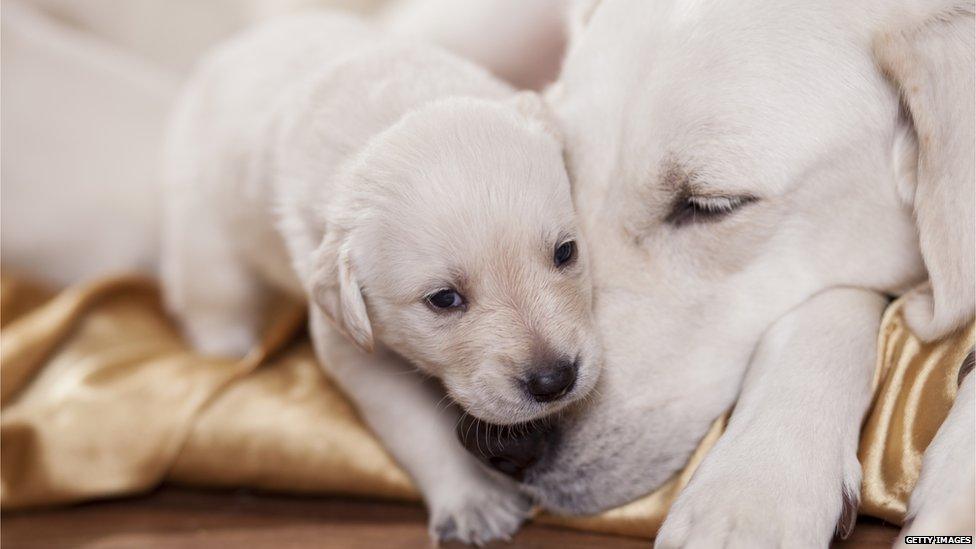 Labrador puppy with mother