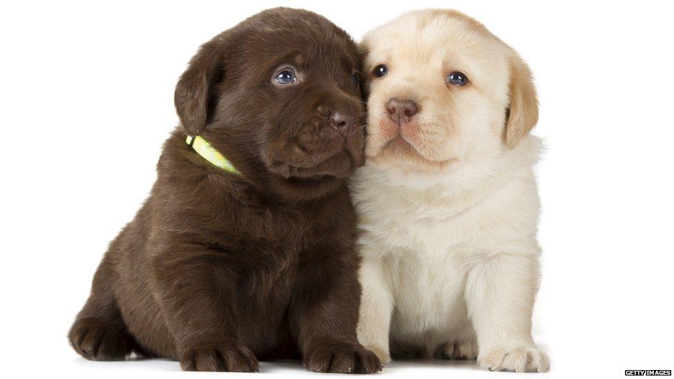 Labrador puppies