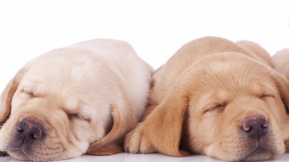 Labrador puppies