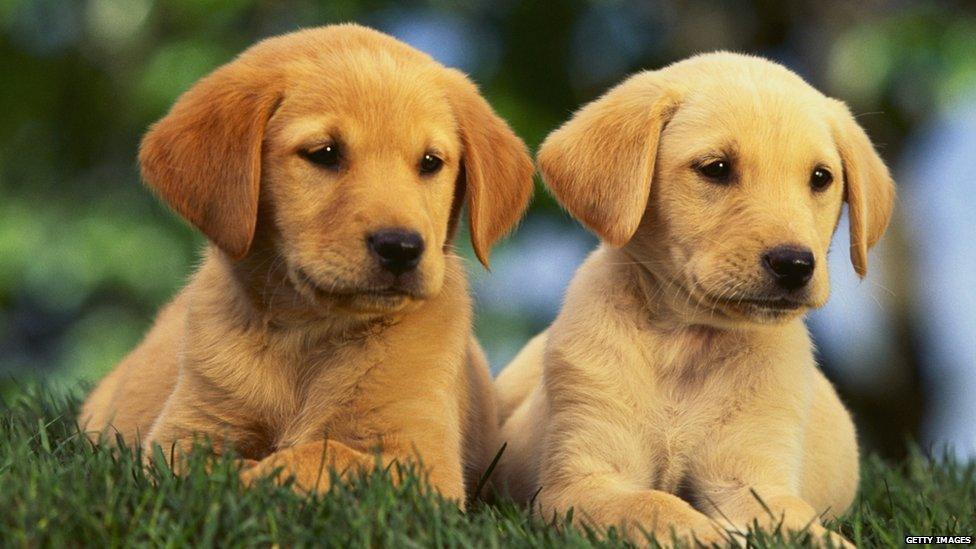 Labrador puppies