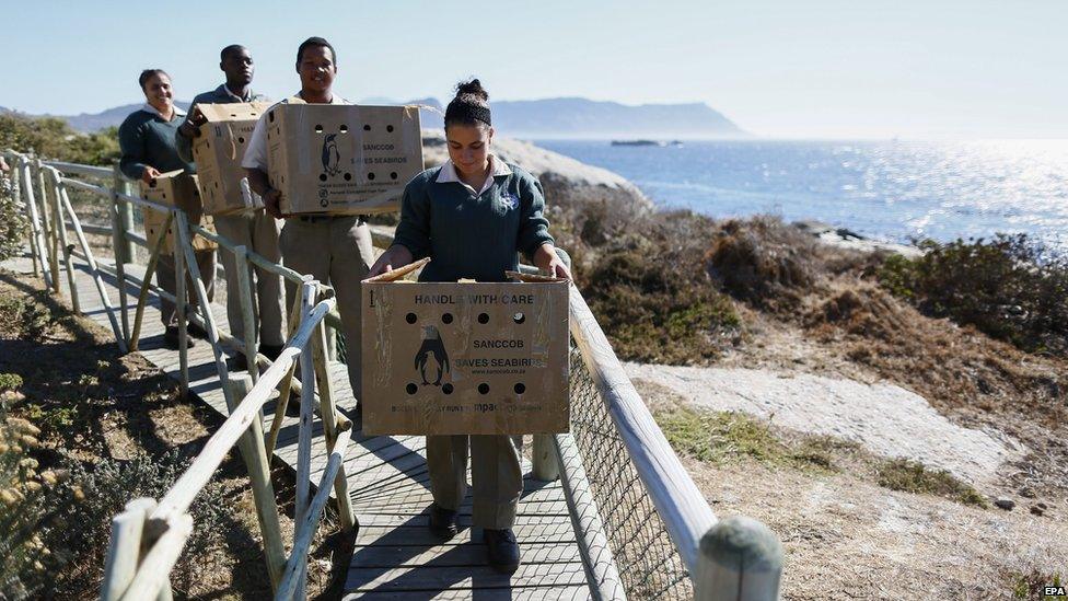 People carrying boxes of penguin in Burghers Walk, near Cape Town, South Africa - Friday 24 April 2015