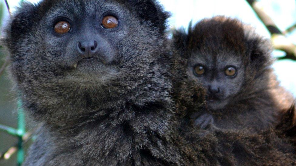 Alaotran Gentle Lemur at the Curraghs Wildlife Park, Isle of Man