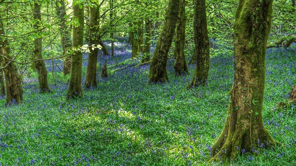 Bluebells in woodland on the Wenallt, near Cardiff, taken by Mike Vaughan