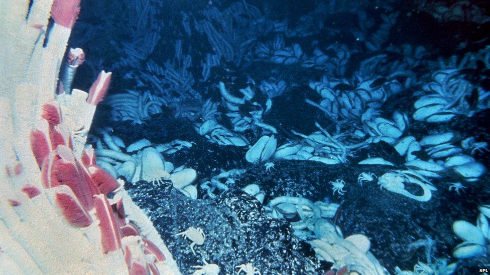 Giant tube worms anchored on the seabed by a hydrothermal vent.