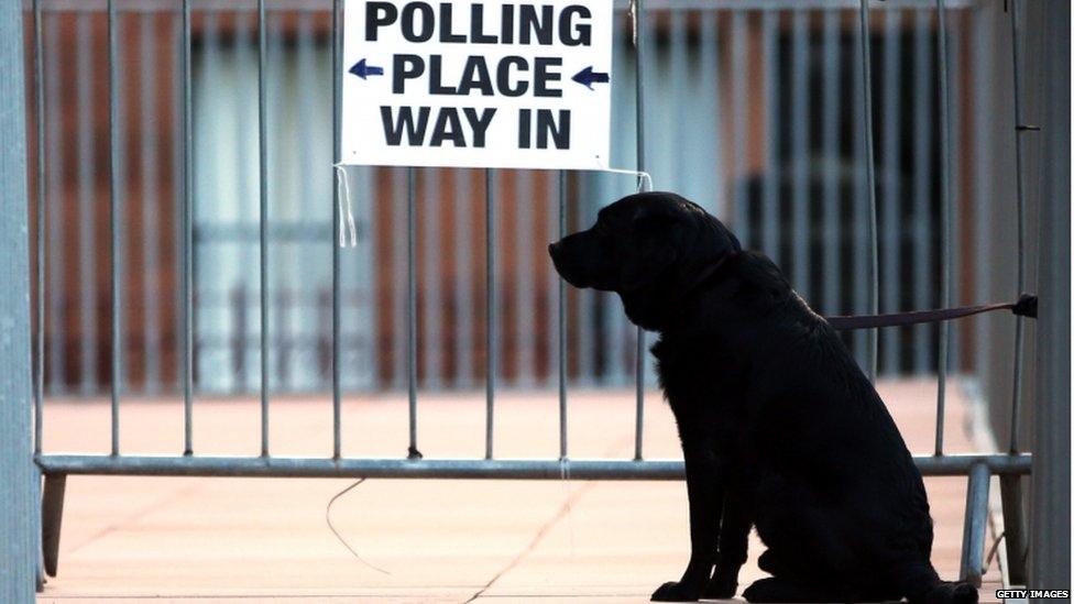 A dog in Glasgow