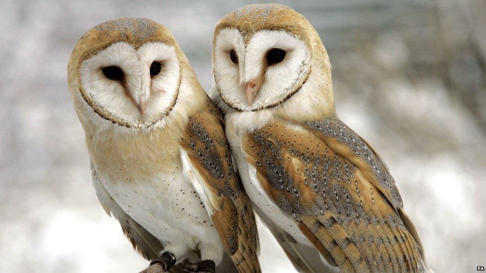 Barn Owl