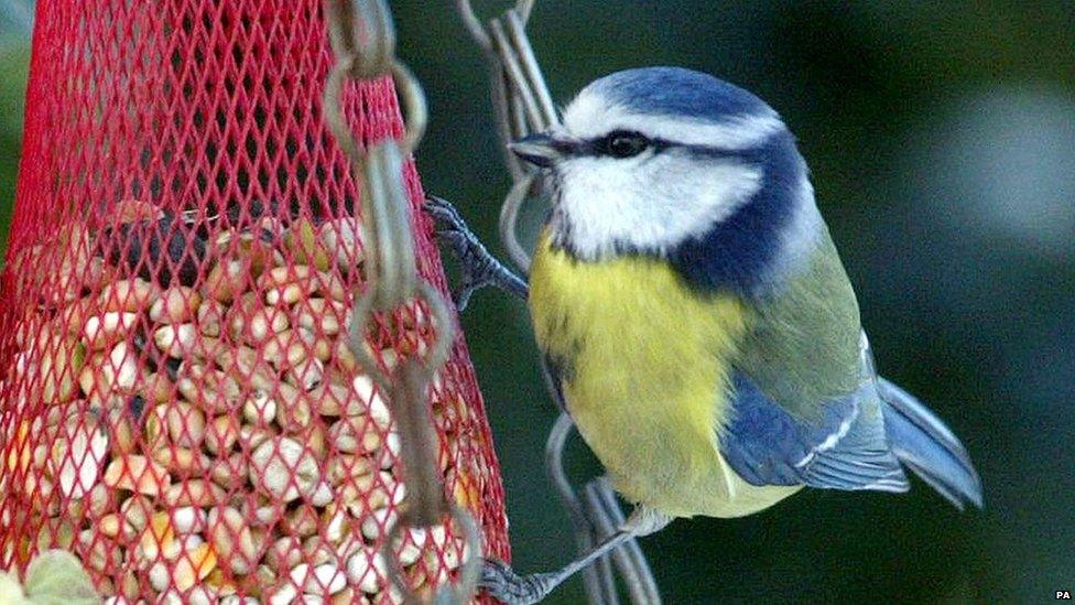 Blue Tit