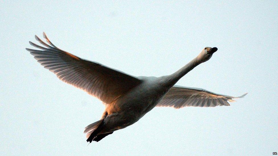 Mute Swan